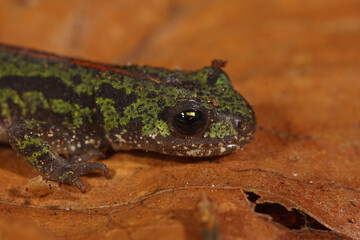 Closeup on a juvenile of the Europan endangered Portugese marbled salamander, Triturus pygmaeus
