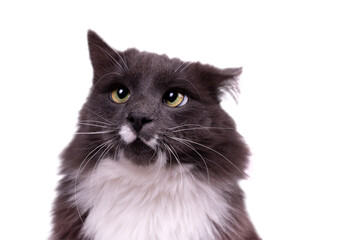 Portrait of a cute Cat with smoky color fur and white breast. Young gray cat watching the camera. Domestic cat photo.
