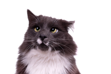 Fototapeta premium Portrait of a cute Cat with smoky color fur and white breast. Young gray cat watching the camera. Domestic cat photo.