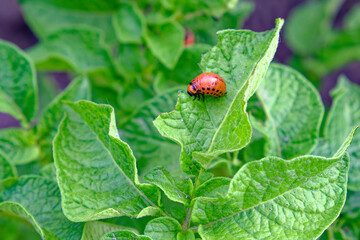A larva on a green leaf. Colorado potato beetle larva on a potato leaf.