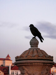 A crow sits atop a decorative stone structure, with a gray sky in the background.