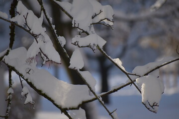 snow covered tree.Beautiful Germany in winter.