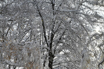snow covered tree.Beautiful Germany in winter.
