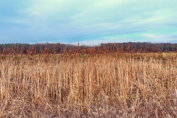 A landscape photo of a field of tall, dry grass under a cloudy sky. Overgrow the dried reeds on a spring evening. Cloudy weather, landscape.