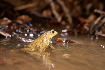 Bufo bufo 