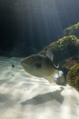 Balistes polylepis,  finescale triggerfish underwater