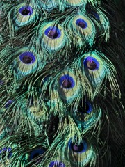 Fototapeta premium Plumas de pavo real