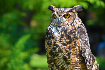 great horned owl