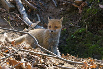 キタキツネの子供