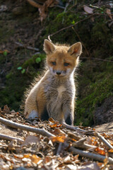 キタキツネの子供