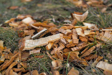 Sawdust from a felled tree on the grass