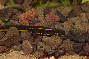 Closeup on a juvenile of the endangered Japanese Riu-Kiu sword-tailed newt, Cynops ensicauda ensicauda