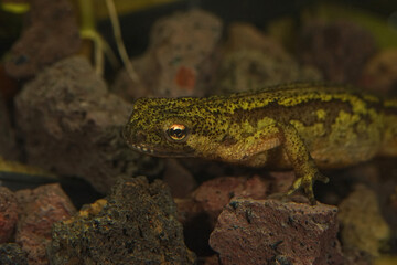 Closeup on an aquatic female European Montadon's newt, Lissotriton montandoni