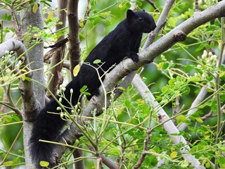 Finlayson's Squirrel, on the tree.