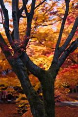 京都東福寺境内の紅葉