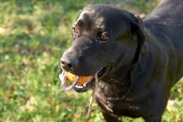 Labrador Retriever with the ball on the rope