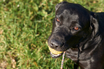 Labrador Retriever with the ball on the rope
