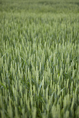 Field of green wheat. Sown wheat field.
