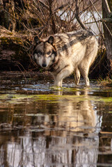 Wolf sneaking in the water