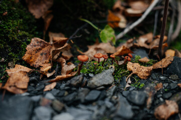 small mushrooms grow in the autumn forest