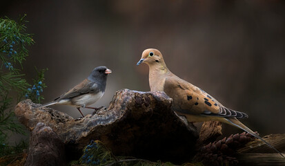dove and songbird