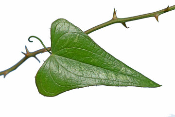 A heart shaped leaf of Mediterranean smilax (Smilax aspera), a species of flowering vine in the...