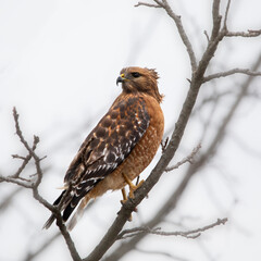 bird of prey