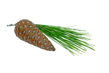 A  fresh cone of the Turkish pine (Pinus brutia) in the autumn