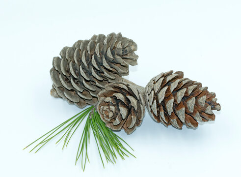 Cones with leaves of pine tree (Pinus) in the autumn