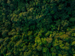 Aerial top view of green trees in forest. Drone view of dense green tree captures CO2. Green tree nature background for carbon neutrality and net zero emissions concept. Sustainable green environment. - Powered by Adobe