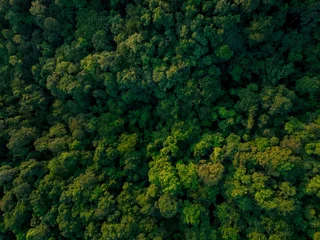 Gardinen Aerial top view of green trees in forest. Drone view of dense green tree captures CO2. Green tree nature background for carbon neutrality and net zero emissions concept. Sustainable green environment. © Artinun