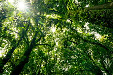 Green tree forest with sunlight through green leaves. Natural carbon capture and carbon credit...
