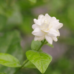 white jasmine flower with green background