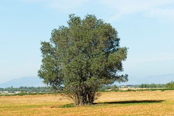 Fototapeta na wymiar A wild olive tree in the middle of a wheat field left as a shade tree