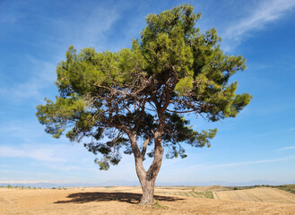 An alone Turkish pine (Pinus brutia) tree, left as a shade tree in an agricultural field. It is a...
