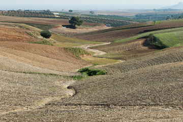 Gently sloping fields planted with wheat along a dry stream