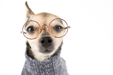 dog in sweater wearing glasses, pet vision, veterinary, learning and education, ophthalmology, white background