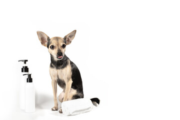 pet hygiene, dog cosmetics, grooming, toy terrier with shampoo bottles and towel on white background