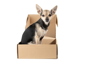 Dog in a box, online pet store delivery, small parcel, happy canine