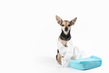 Toilet dog problems, cute pet sitting in a pile of paper rolls and absorbent napkins, disposable...