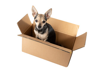 Dog in a box, toy terrier shipped, petshop purchase, happy pet