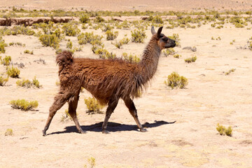 Free-grazing llamas on a plateau in the Andes, Bolivia