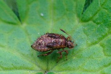 Closeup on an image , nymph of a rhopalid bug, Rhopalus subrufus sitting on a green leaf