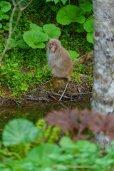 北限の野生のニホンザル　青森下北半島
