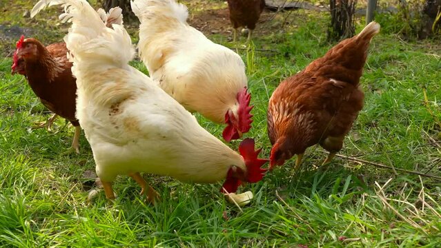 Natural poultry farming and egg sorting process