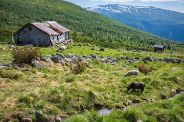Seter mountain farm landscape along Aurlandsfjellet scenic route near Kvignadal, Norway. - obrazy, fototapety, plakaty
