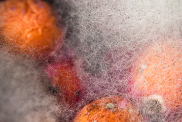 Naklejka premium Rotten peaches, fruit, mold close up, fungus. Rotten product. Spoiled food. Rotten berries. Fruits with mold. Mold fungus. Broken strawberry surface. Moldy product.