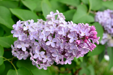 blooming lilac with green leaves on background close up 