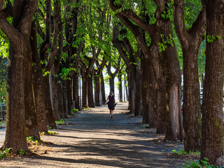 Tree-lined avenue in the lakeside of Lecco - obrazy, fototapety, plakaty