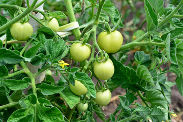 green tomato plant with hanging green tomatoes close up